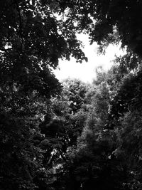 Low angle view of trees in forest against sky