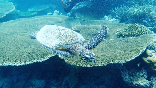 Turtle swimming in sea