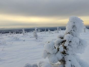 Snow covered plants against sky during sunset