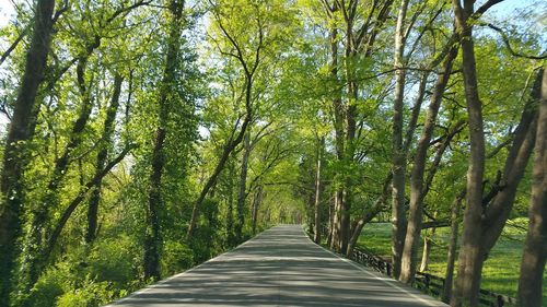 Road amidst trees in forest