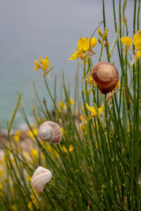 Close-up of snail on plant