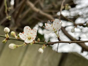 Close-up of cherry blossoms in spring