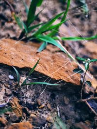 Close-up of dry leaves on field