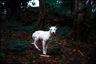 Portrait of dog standing on tree