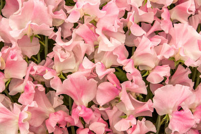 Full frame shot of pink flowers