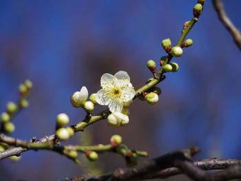 Close-up of white flowers on branch