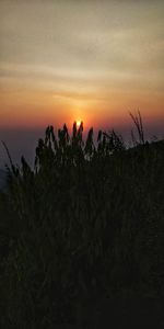 Silhouette plants by sea against sky during sunset