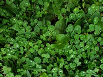 Full frame shot of raindrops on leaves