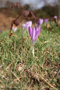 Close-up of purple crocus flowers on field