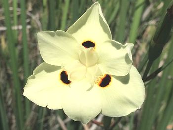 Close-up of white flower