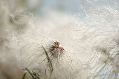 Close-up of spider on flower