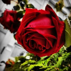 Close-up of red rose