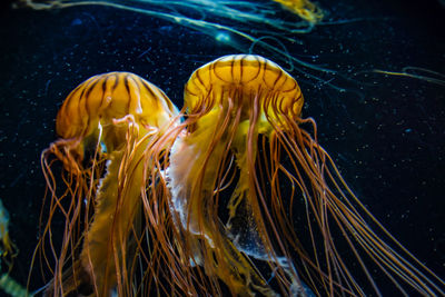 Close-up of jellyfish swimming in sea