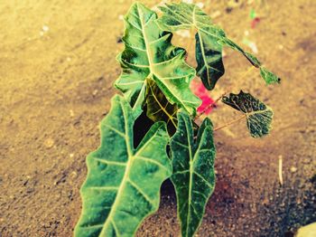 High angle view of fresh leaves on field