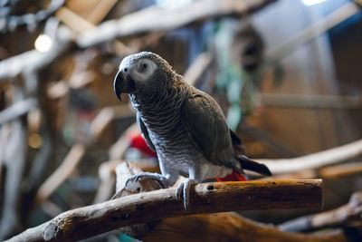 Close-up of bird perching on branch