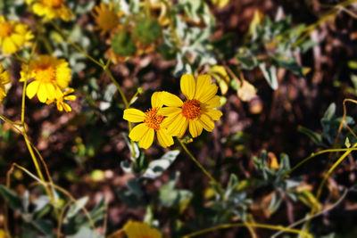 Close-up of yellow flower