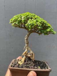 bonsai