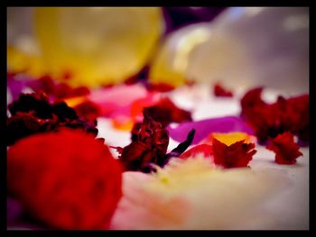 Close-up of red flower