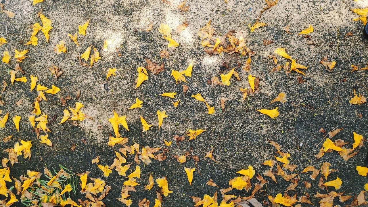 HIGH ANGLE VIEW OF DRY MAPLE LEAVES ON FALLEN PLANT