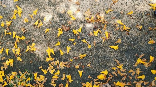 High angle view of maple leaves