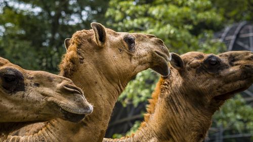 Close-up of three camels at zoo