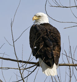 Low angle view of eagle perching on branch