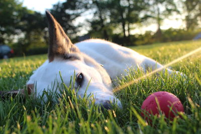 Close-up of dog on field