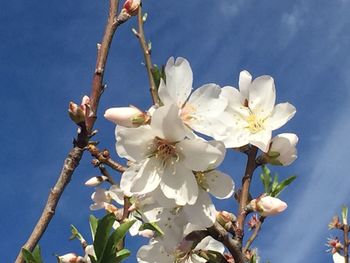 Low angle view of apple blossoms in spring against sky