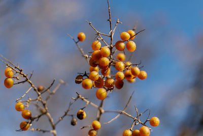 Low angle view of fruits on tree against sky