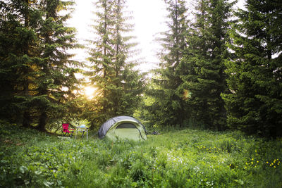 Tent in forest