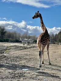 Giraffe in the dublin zoo