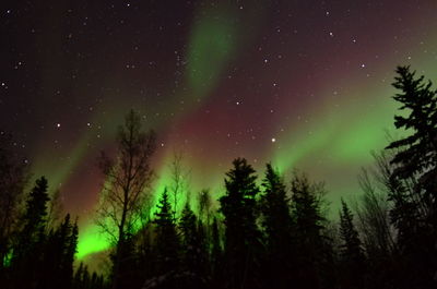 Low angle view of silhouette trees against sky at night