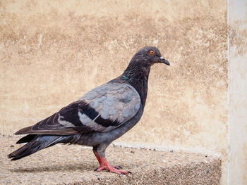 Close-up of pigeon on wall