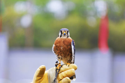 Close-up of sparrow perching outdoors