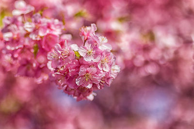 Close-up of pink cherry blossoms in spring