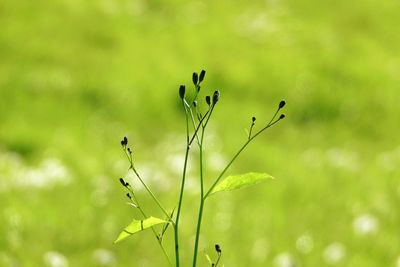 Close-up of flowering plant