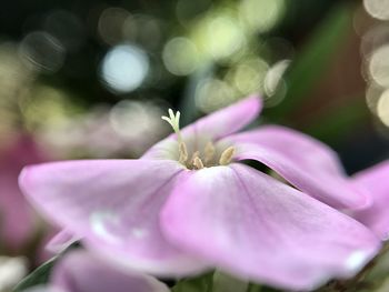 Close-up of pink flower