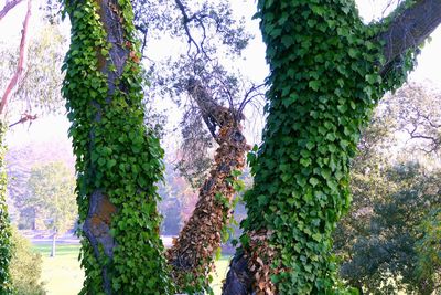 Low angle view of trees