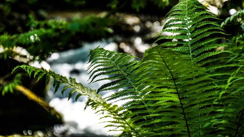 Close-up of fern leaves on tree