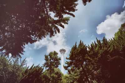 Low angle view of trees