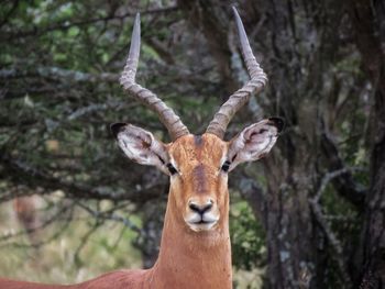 Portrait of deer