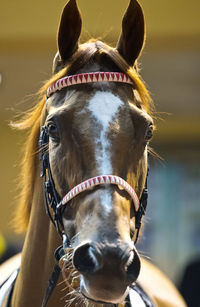 Close-up of a horse