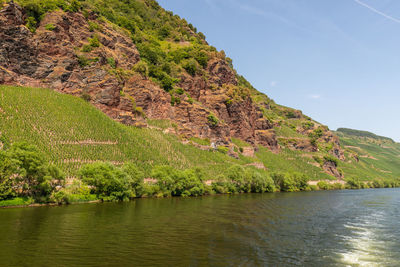 River moselle near zeltingen-rachtig and mountain with vineyards and slate rocks