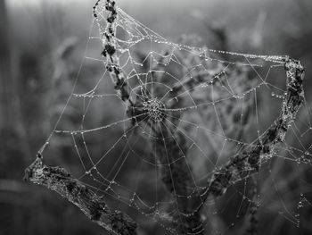 Close-up of spider web