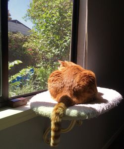 Close-up of cat on window