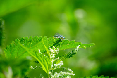 Close-up of insect on plant