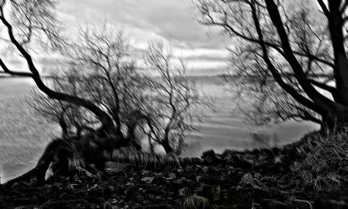 Bare trees on landscape against cloudy sky