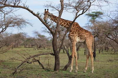 View of giraffe standing on field