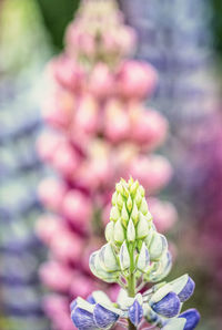 Close-up of pink flowering plant
