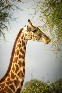 Close-up of giraffe